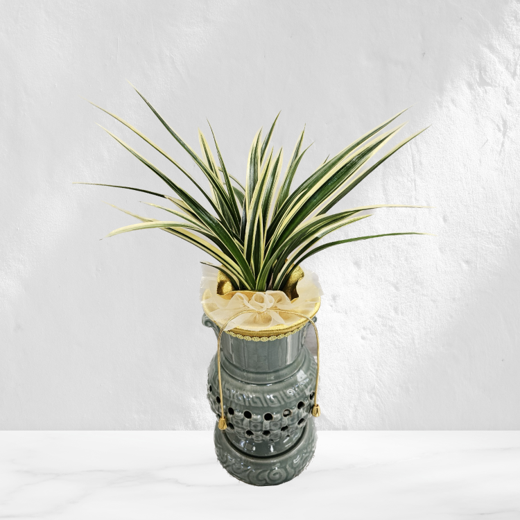황금일향 투각  꽃배달 동양난 개업화분 : ECO PLANT