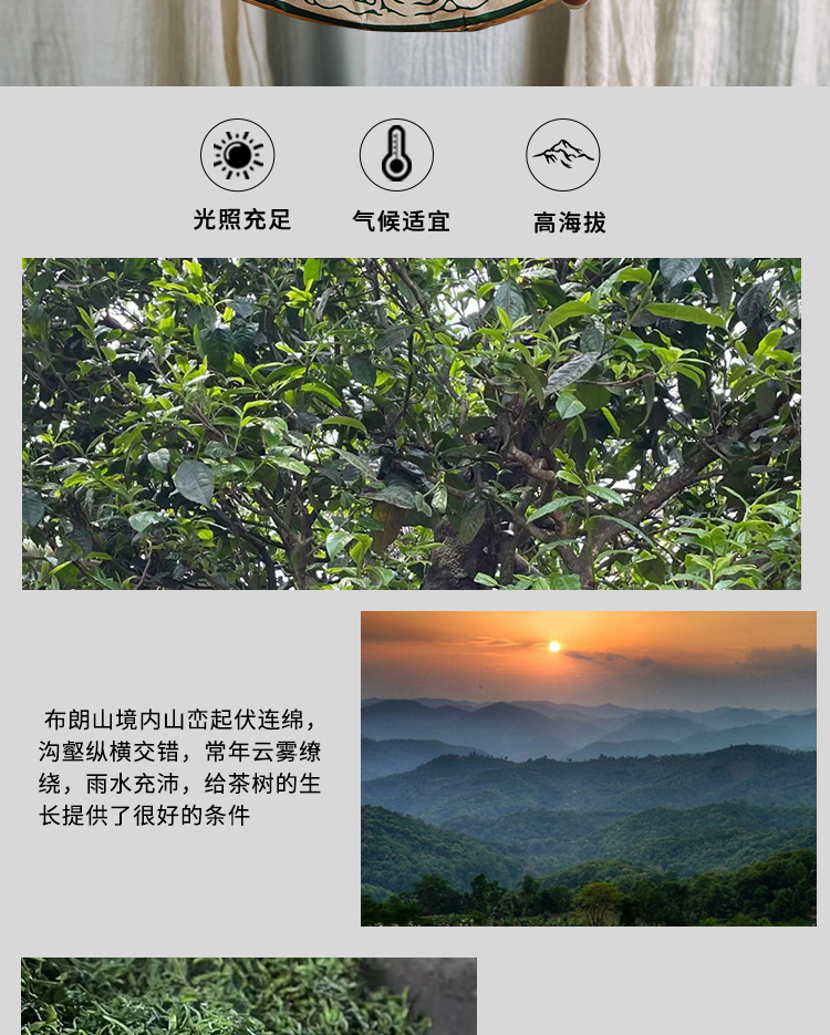 [7-1702] 2020년 대암춘 포랑고수병차 보이차 생병 약357g이하 by 수졸차창 : 운남상회 티다차이
