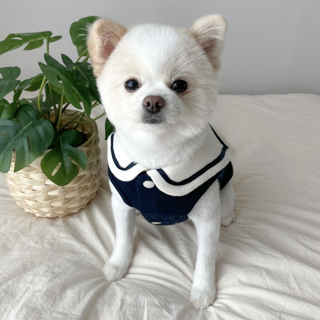 강아지 고양이 옷 세일러 카라 조끼 S-XL : 아뭉아뭉