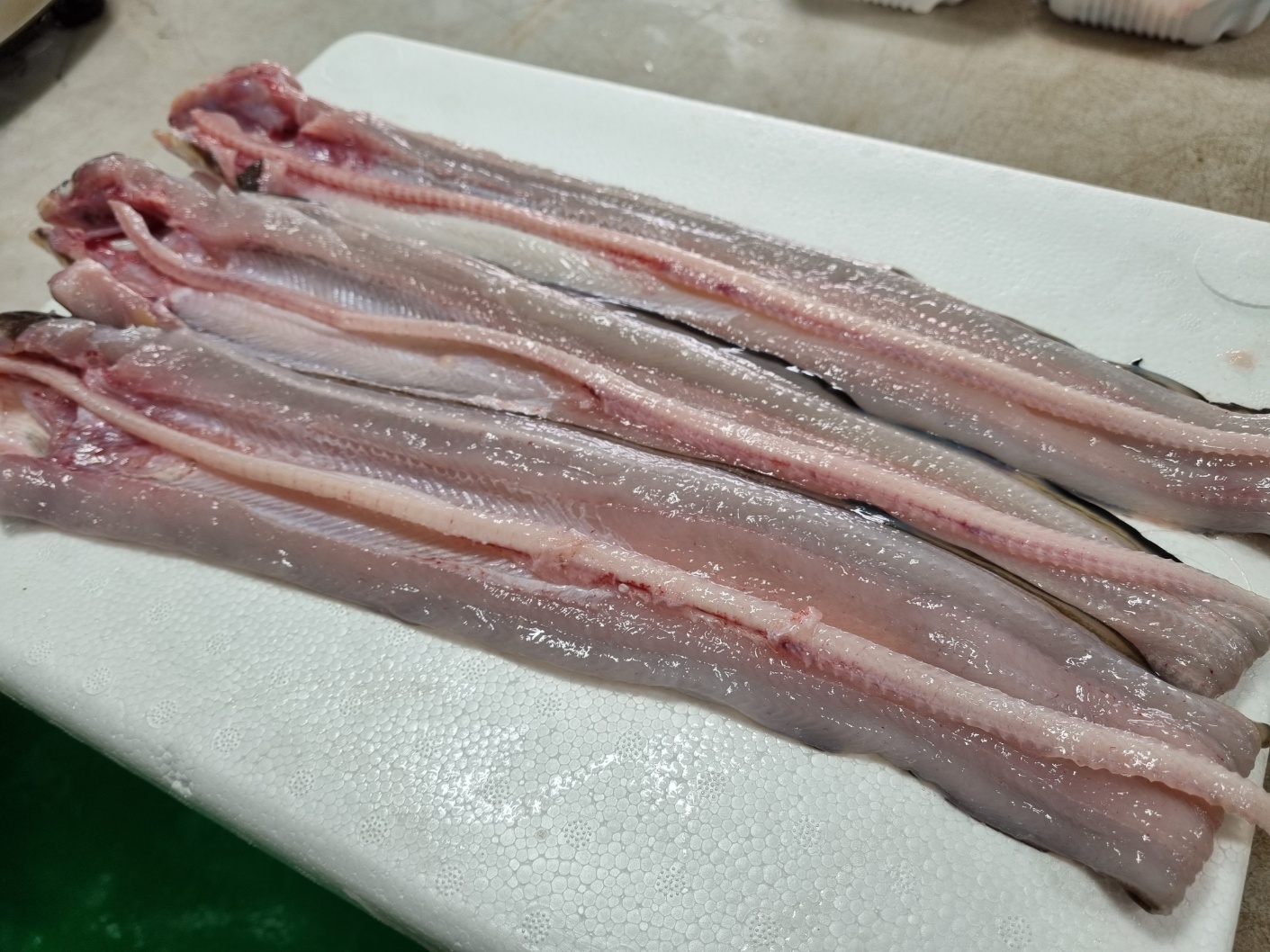 산지직송 통영 당일 손질 바다장어 대 1kg(실중량 650g 내외) 2-3미 (소스포함) : 천광수산