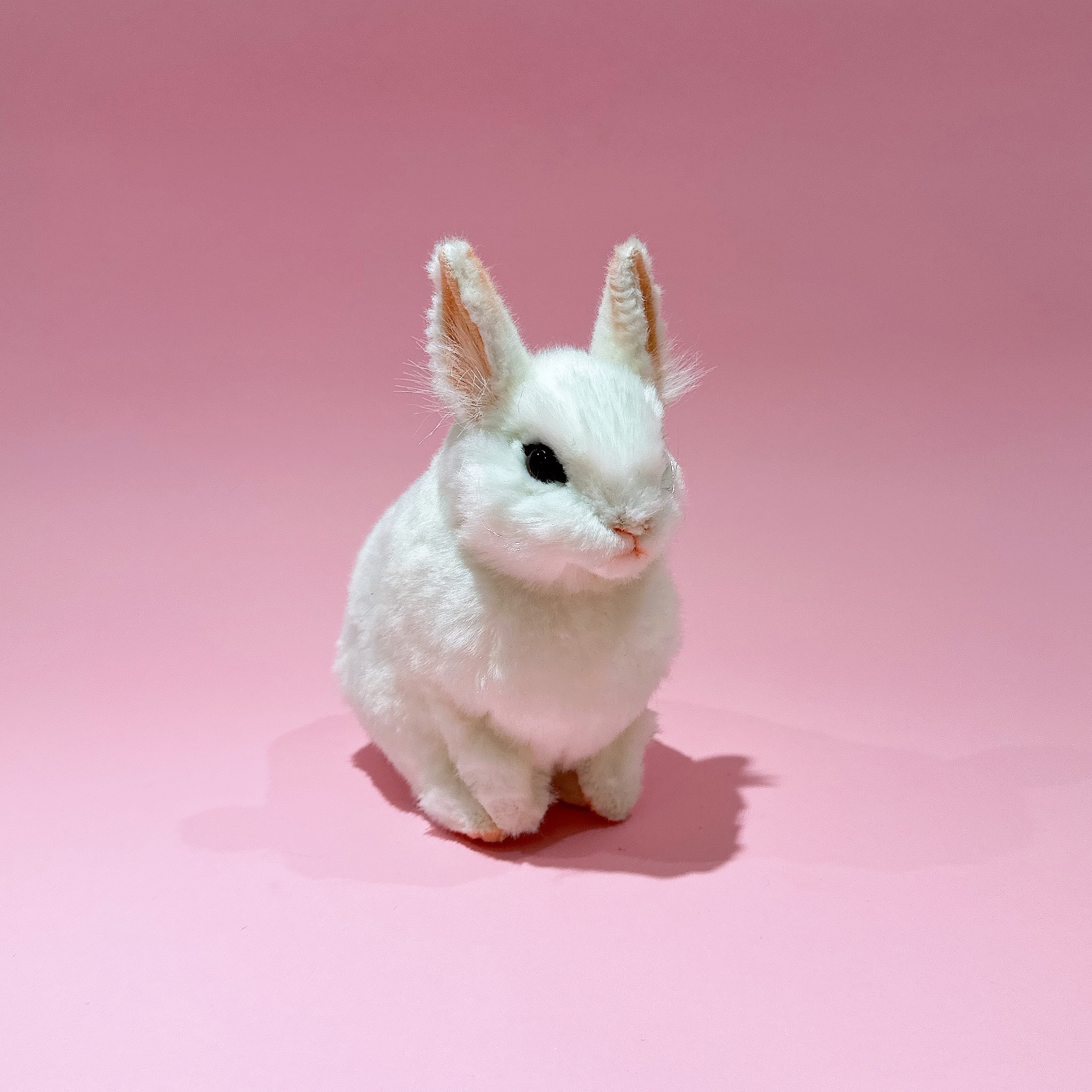 8127-피그미토끼 흰색 18cm.L : 진짜같은 동물인형 한사토이