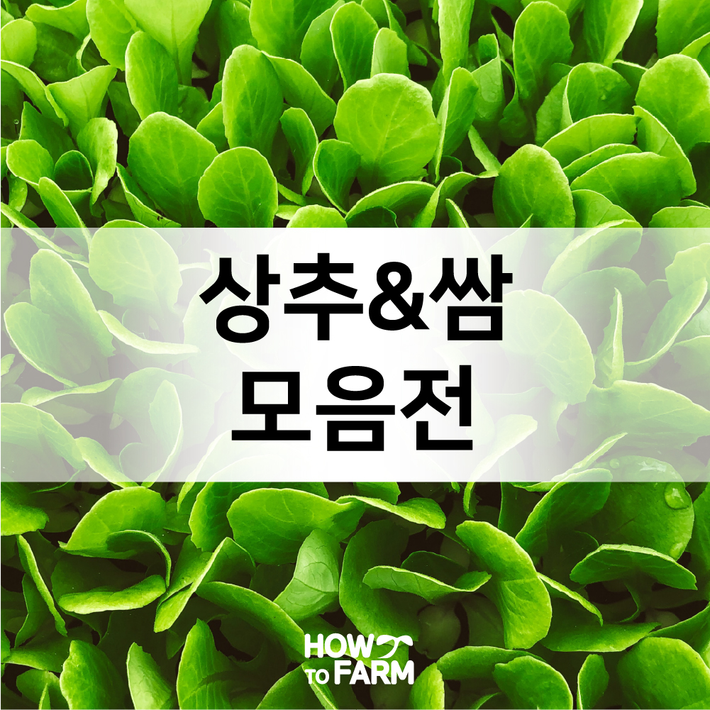 적치마 상추 쌈채소 씨앗 3g 쌈 채소 야채 : 하우투팜