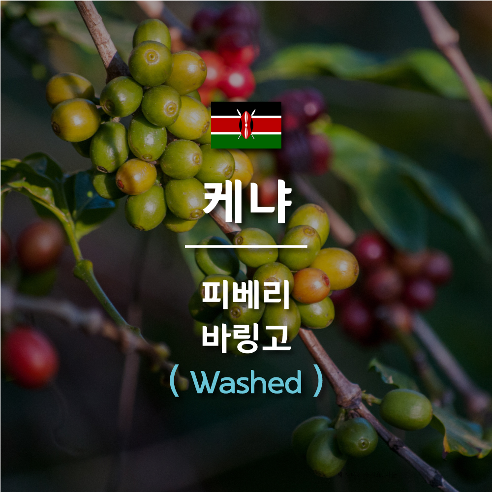 [커피생두] 2024 뉴크랍 케냐 피베리 바링고 1KG : 와이엠지빈스