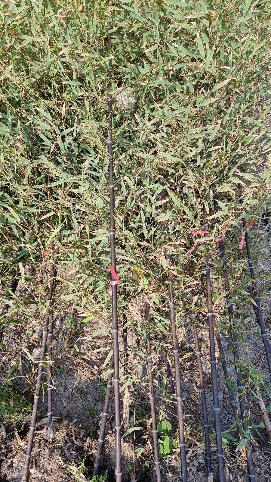 오죽 분  (검정대나무) 4M : 마디팜