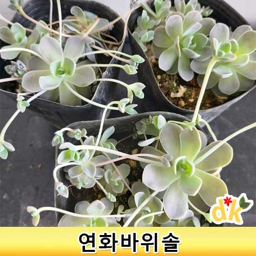 야외월동가능한 다육과 야생화 연화바위솔 3치포트 12개 세트 : 들꽃닷컴
