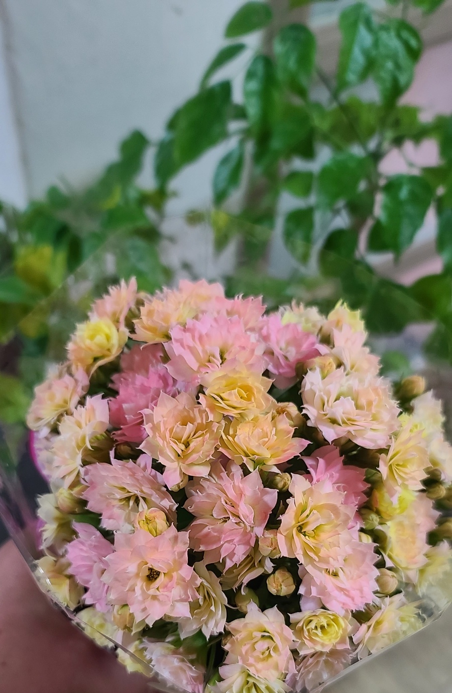 칼란디바 삼색 겹가랑코에 겹꽃 다육식물 카랑코에 가랑코에 칼랑코에 꽃모종 키우기 : 안녕두구동