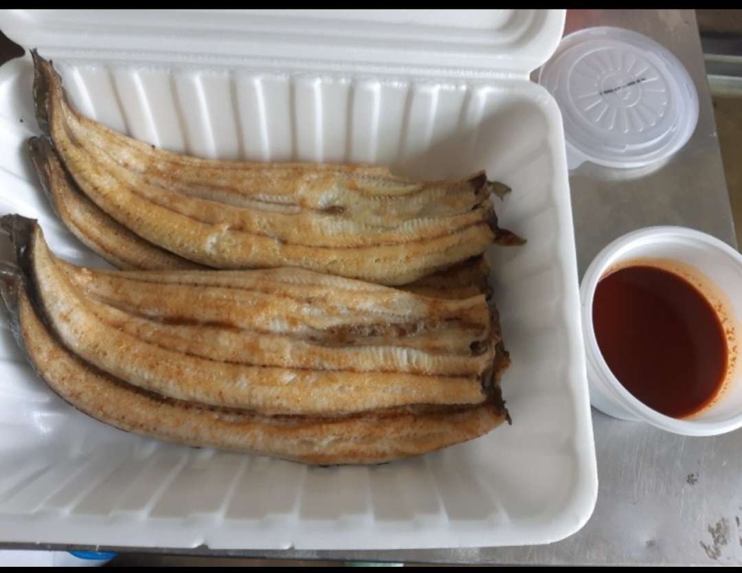 국내산 자포니카 장어 : 동부민물수산