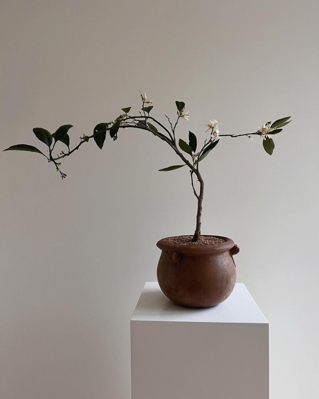 천혜향 : Garten Pnique