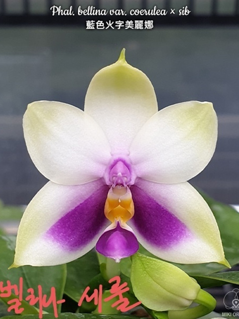 호접원종.B12번.Phal.bellina var.coerulea+sib.벨리나 세룰.실생.연노랑색에 핑크색립프.귀한품종.너무나예뻐요.아주좋은 향기가... 