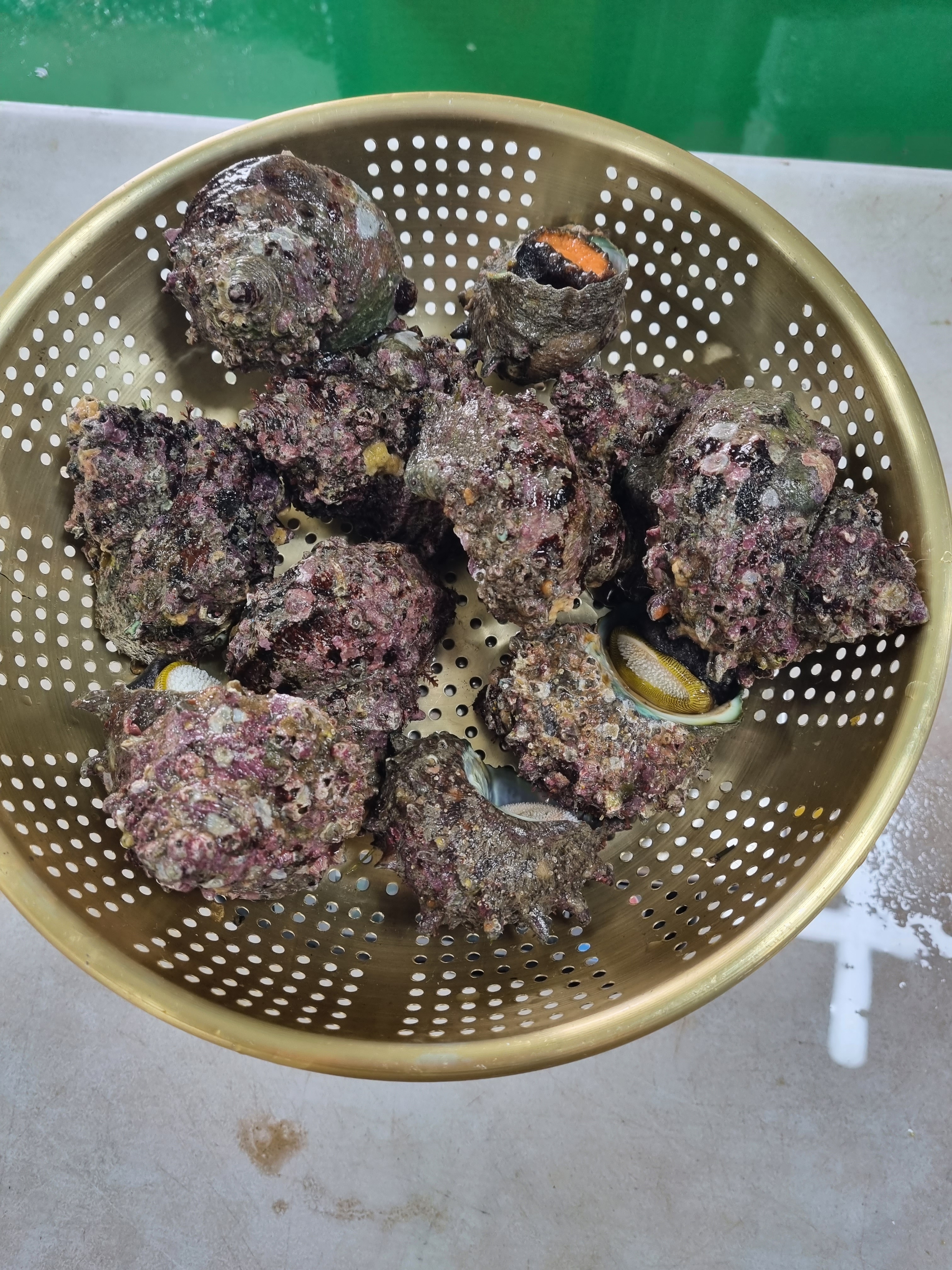 산지직송 통영 뿔소라 1kg (2kg부터가능) : 천광수산