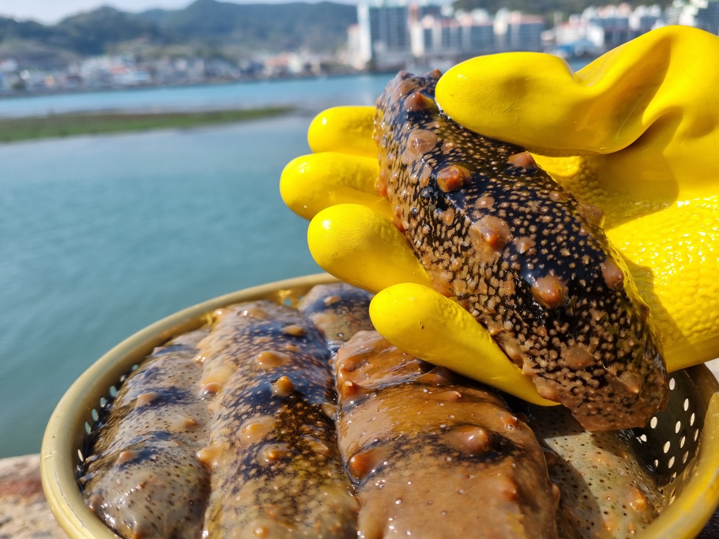 통영 산지직송 해녀작업 자연산 해삼 : 천광수산