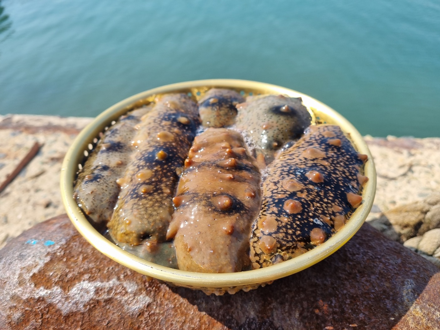 통영 산지직송 해녀작업 자연산 해삼 : 천광수산