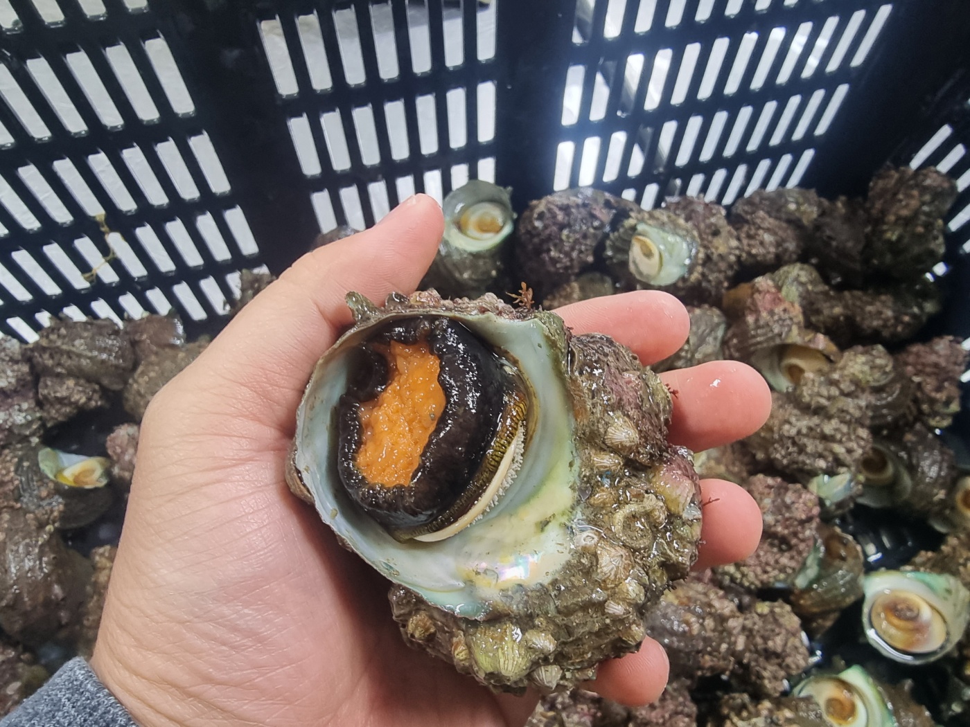 산지직송 통영 뿔소라 1kg (2kg부터가능) : 천광수산