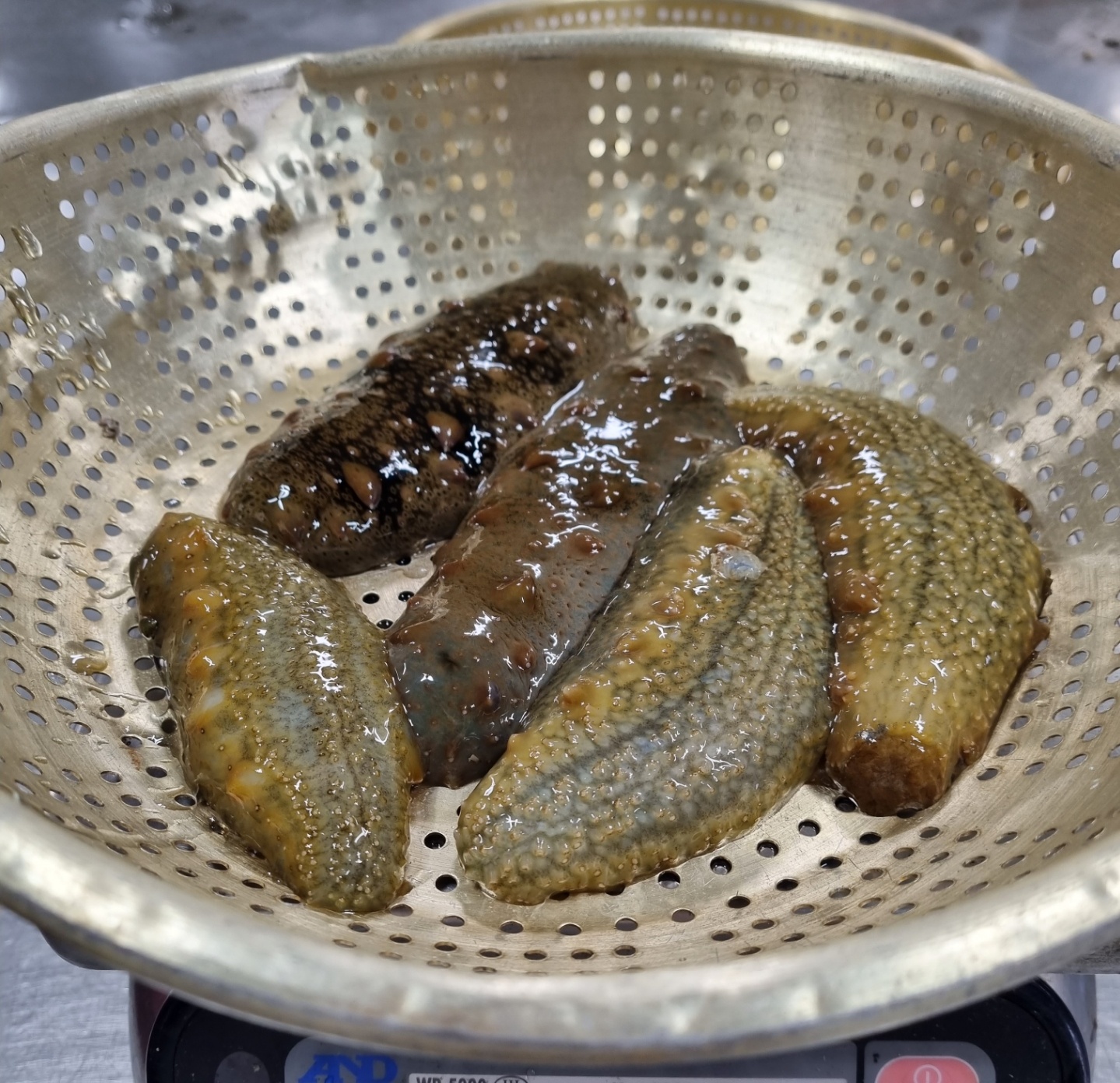 통영 산지직송 해녀작업 자연산 해삼 : 천광수산