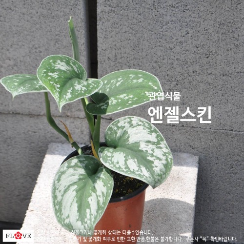 엔젤스킨 : 플러브 허브세상