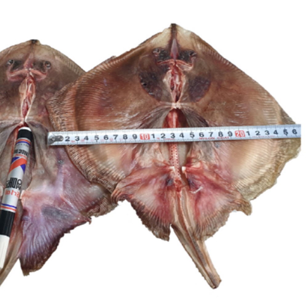 간자미 간재미찜 간재미철 서해 반건조 간재미 1kg3미 : 안녕하농수산