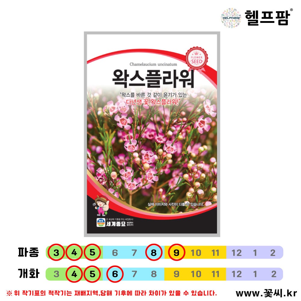 헬프팜 왁스플라워 5립 종자 꽃씨 세계종묘 : 헬프팜-help.farm