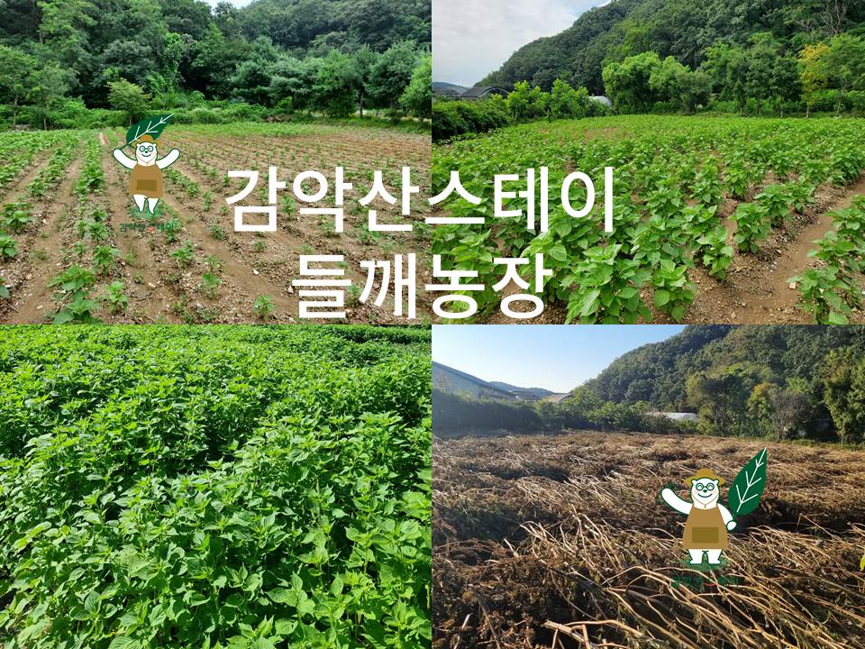 청정 DMZ 이로운 들기름 (100% 파주들깨) : 친정엄마ON