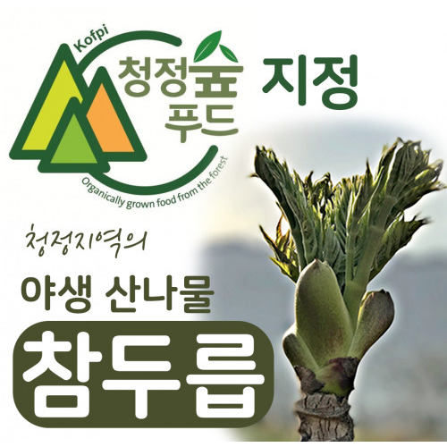 자연산 두릅 참두릅 첫순 산두릅 국내산 산나물 청정숲푸드 직영 500g : 김약사네 산약초팜