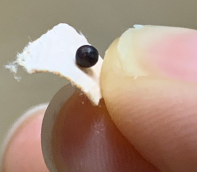 [오늘도착] 예뻐지는 귀지압패치 붓기쭉쭉 이혈테라피 이혈침 귀혈자리 귀 지압점 테이프 채령 귀침 말나씨테이프 패치 : 꿀템 매장