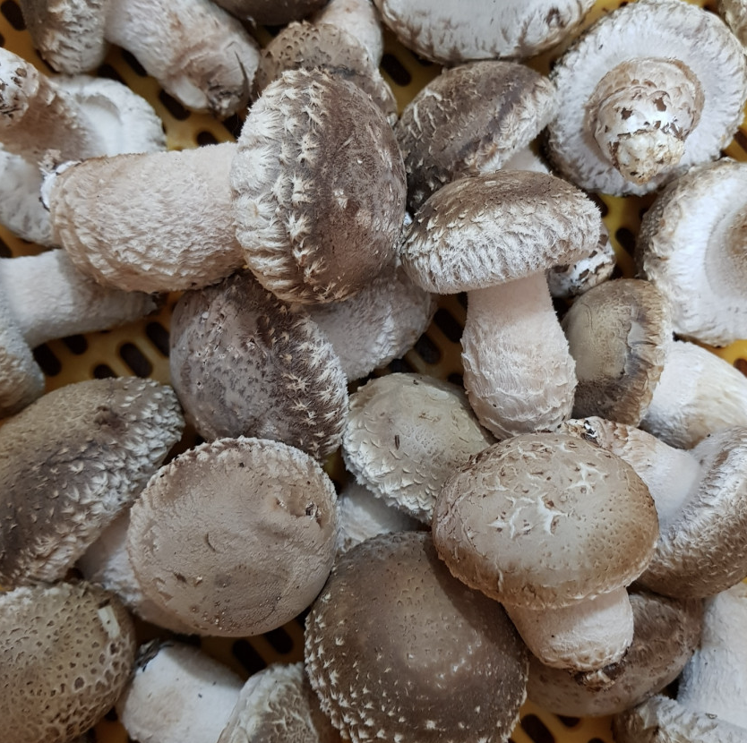 송화버섯 송화고 무농약 송화 송고 버섯 일반형500g : 맛청년농수산