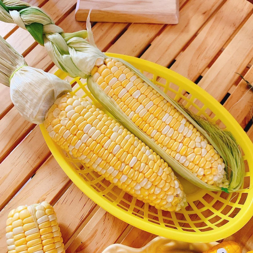 제주 초당옥수수 제철 10개 : 백미양식