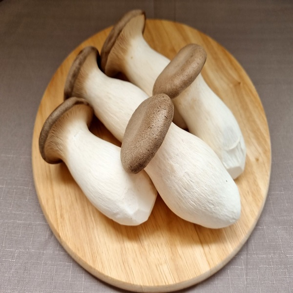 친환경 새송이버섯 8kg 무농약 산지직송 선물용 업소용 : 우리동네 푸른밭