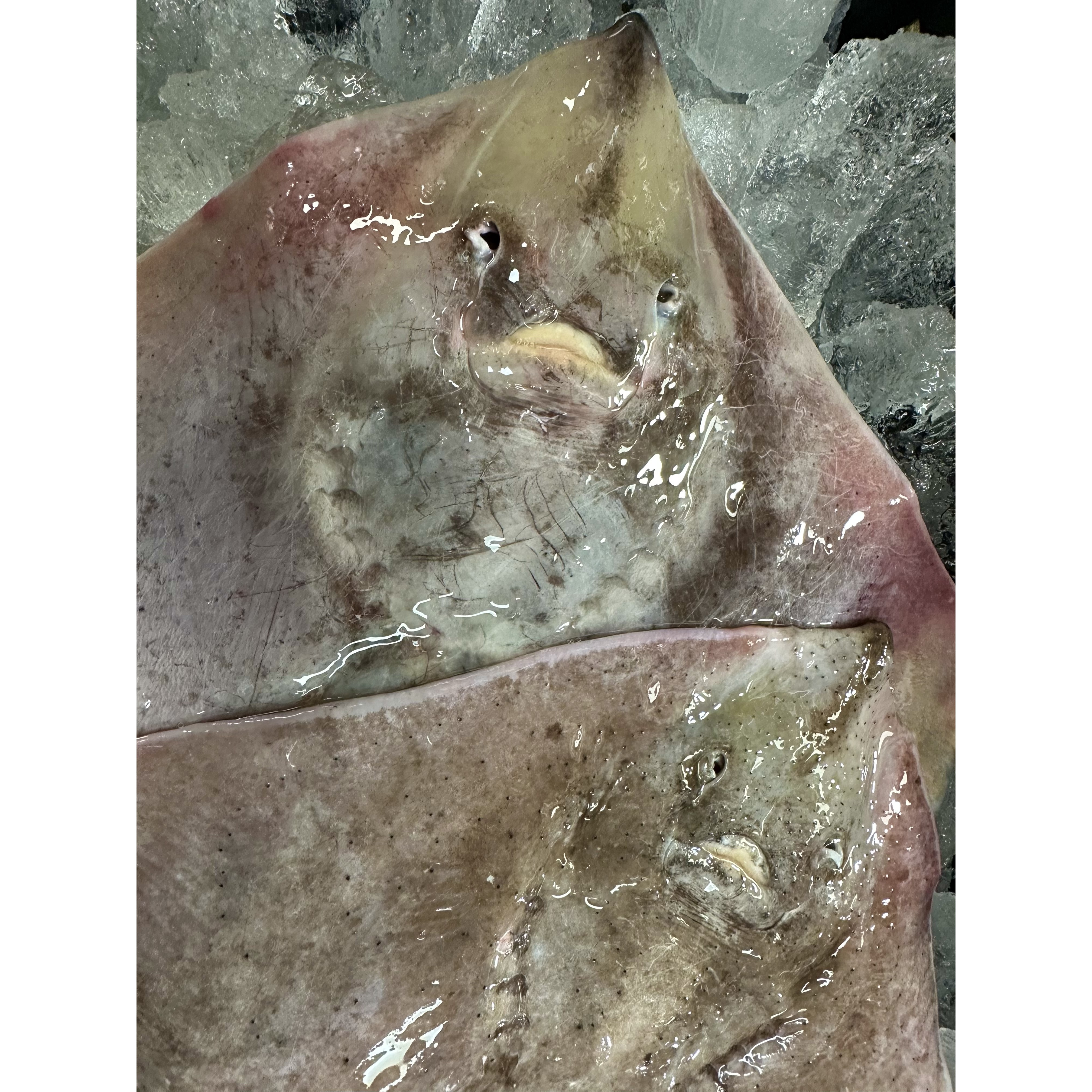 간제미 간재미 간자미 1kg 간재미회 초무침 : 명품임자수산