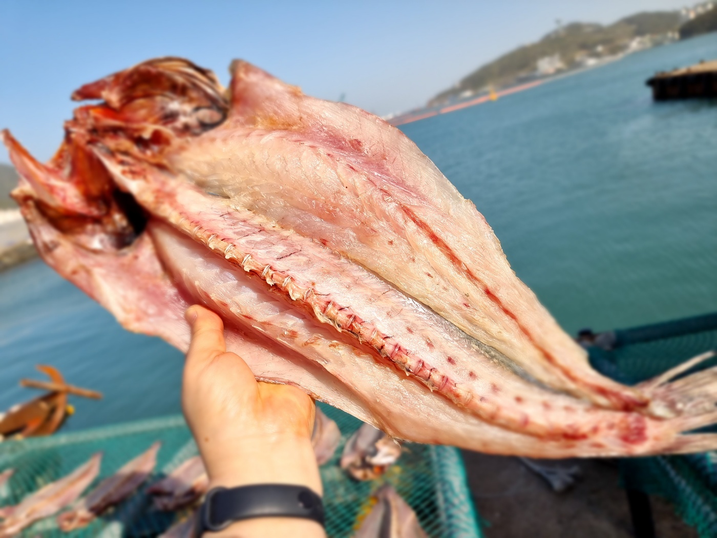 완도바다세상 국내산 반건조민어 구이용 제수용 : 완도바다세상