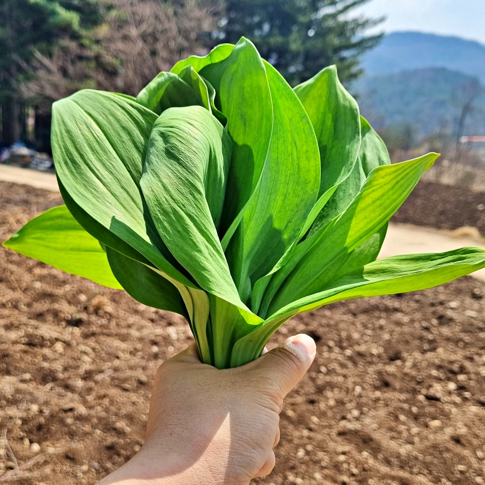 울릉도종 명이나물 1kg 장아찌용 산마늘 생명이나물 : 허니스윗팜