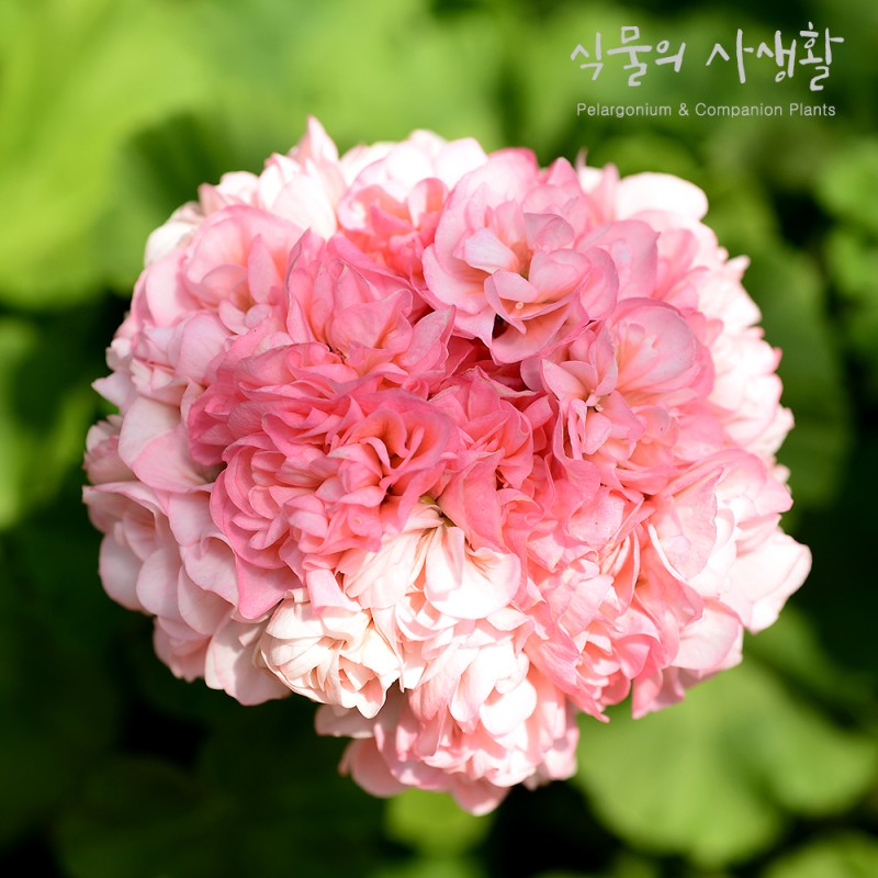 ::국내제라늄:: 달보드레_식물의사생활 : 식물의 사생활