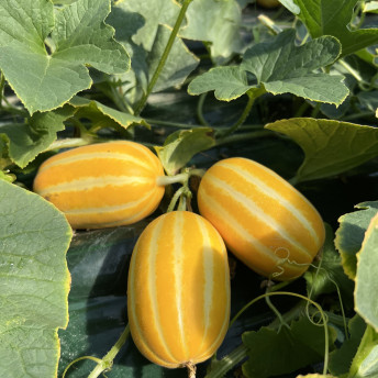 성주 산지직송 당도선별 고당도참외 가정용 선물용 정품참외 10kg : 머슴네표고농장