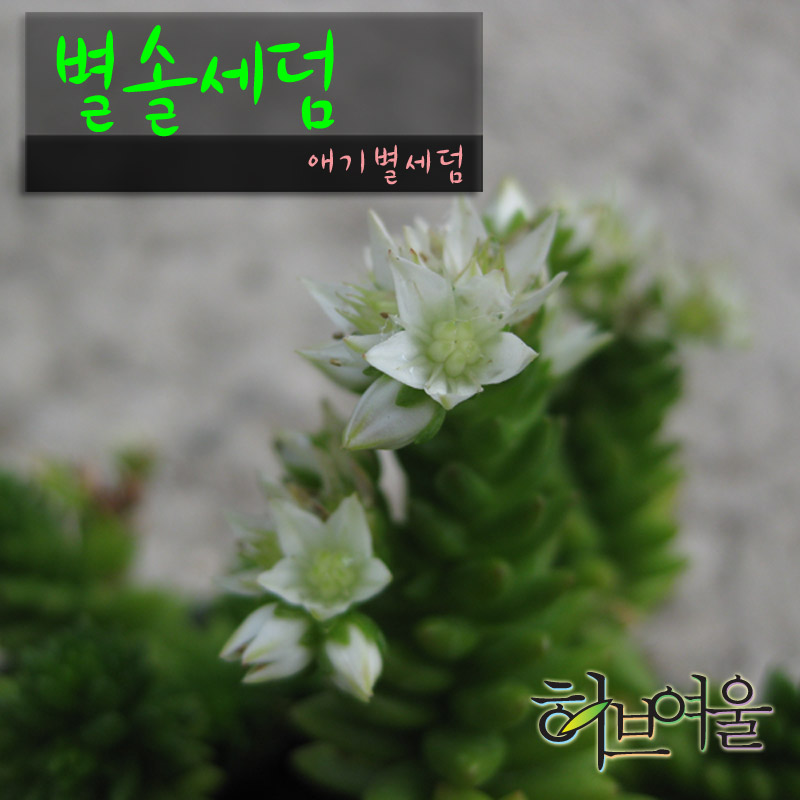 [허브여울다육] 별솔세덤 (애기별세덤/노지월동) 지름 9cm 소품화분 : 허브여울