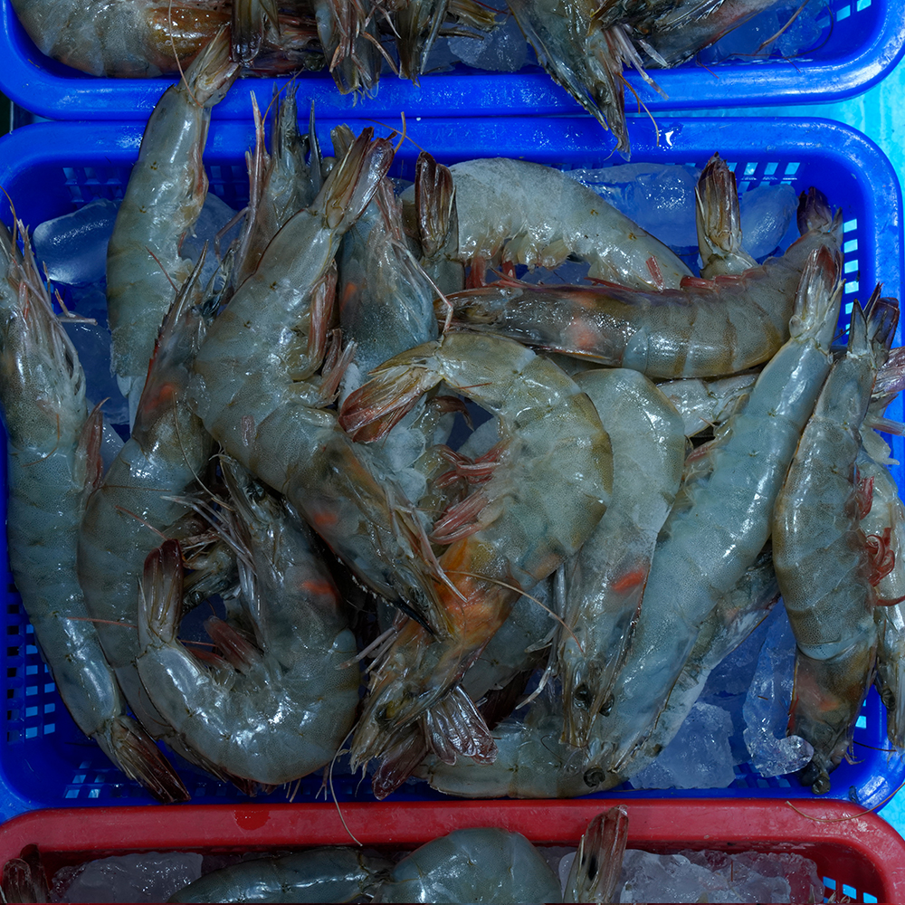 [서울시 일부 배달] 오동통한 새우(중) 35마리 [신영 진수산] : 동네시장 장보기