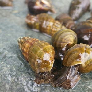 농장직송 삼계탕용 몸보신 백숙 백봉오골계 삼계 생닭 약용계 보신용 : 백봉상회백봉설원