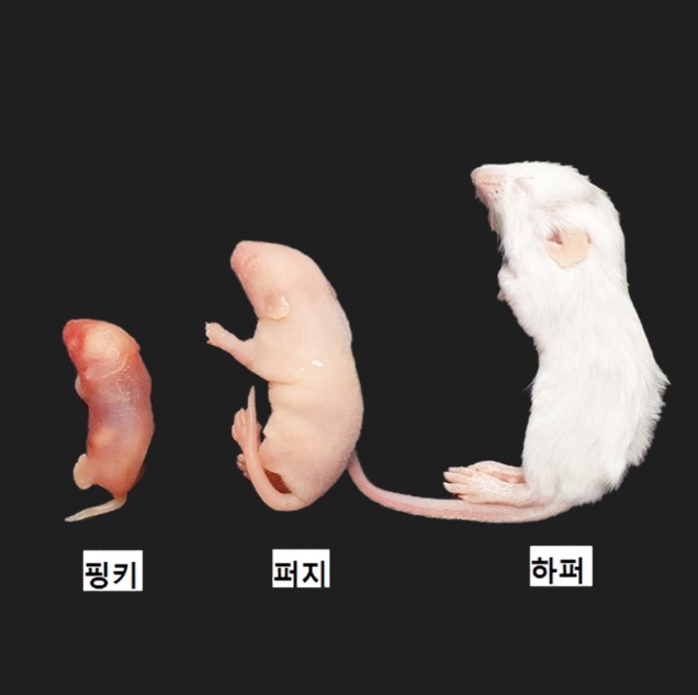 냉동 마우스 핑키 쥐 뱀먹이 : 파충류샵 밀림펫