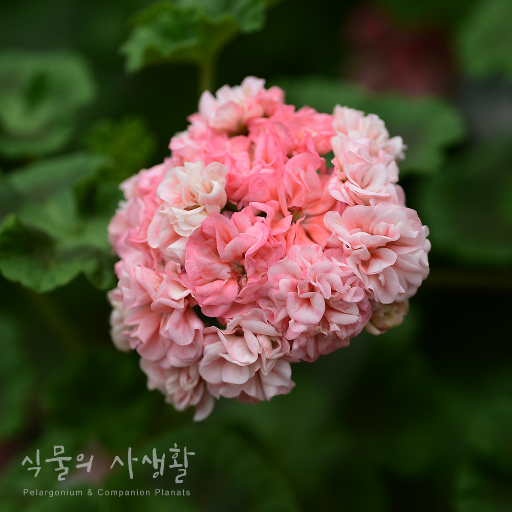::국내제라늄:: 이월_식물의사생활 : 식물의 사생활