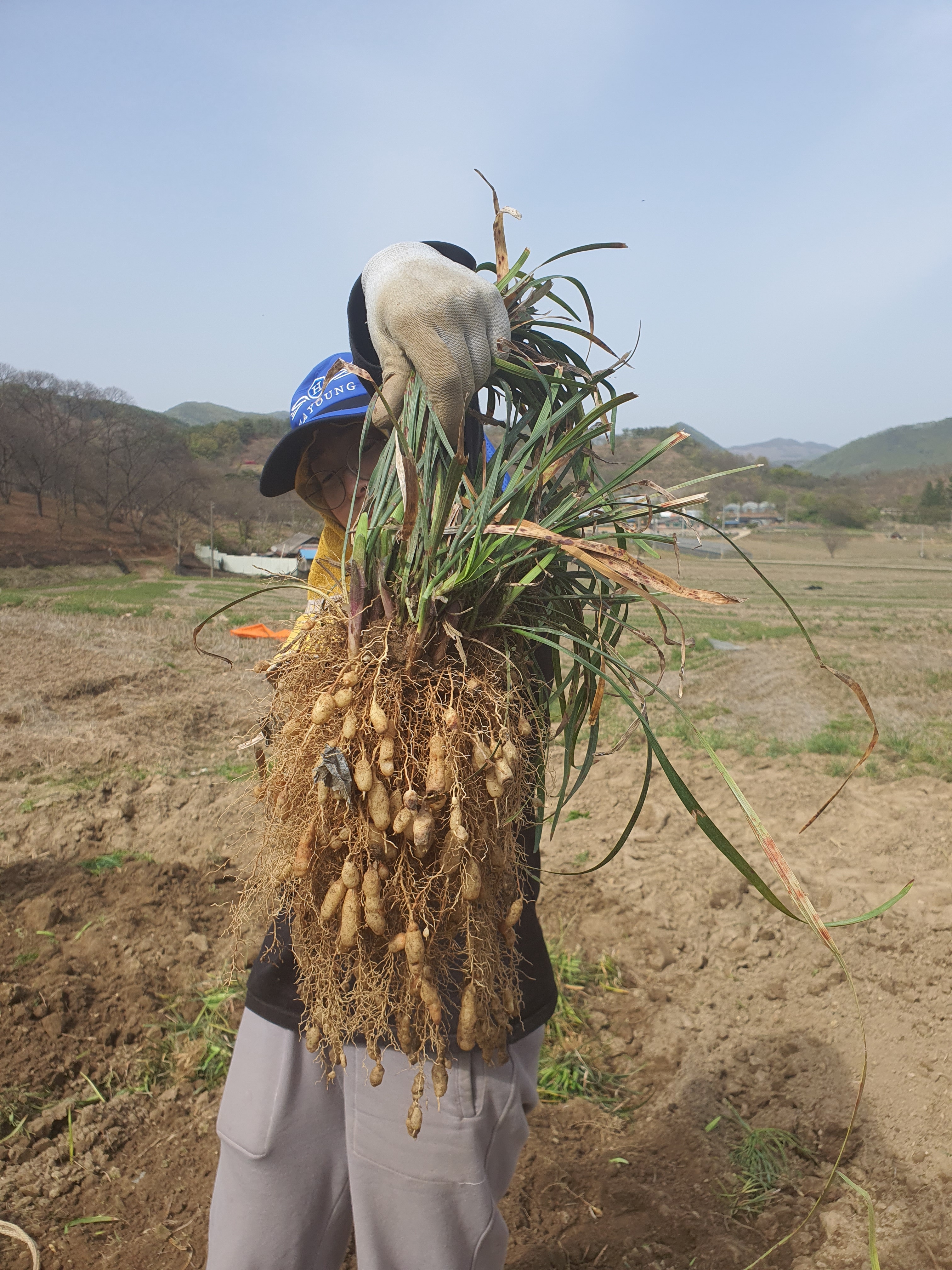직접 농사지은 25년 유기농 햇 볶음 맥문동 300g : 직접 지은 농산물 섭이네