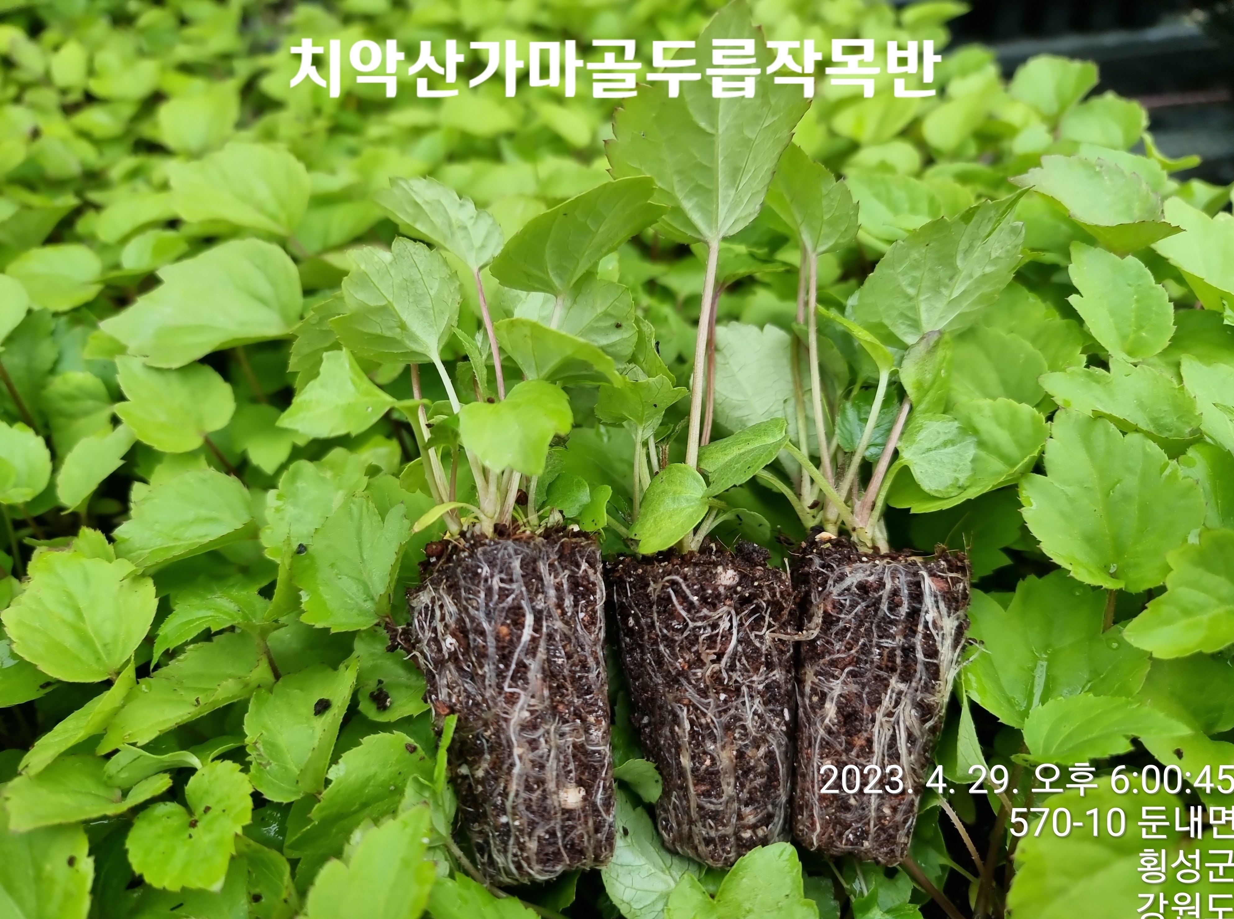 땅두릅모종  128구 모종판매(1구에 3~4개 모종이 자라고 있습니다.) : 치악산부곡농원