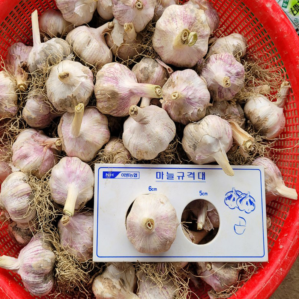 2025년 창녕 햇마늘 통마늘 밭마늘 대서마늘 직접키운 대크기 1kg 3Kg 5Kg : 윤농원