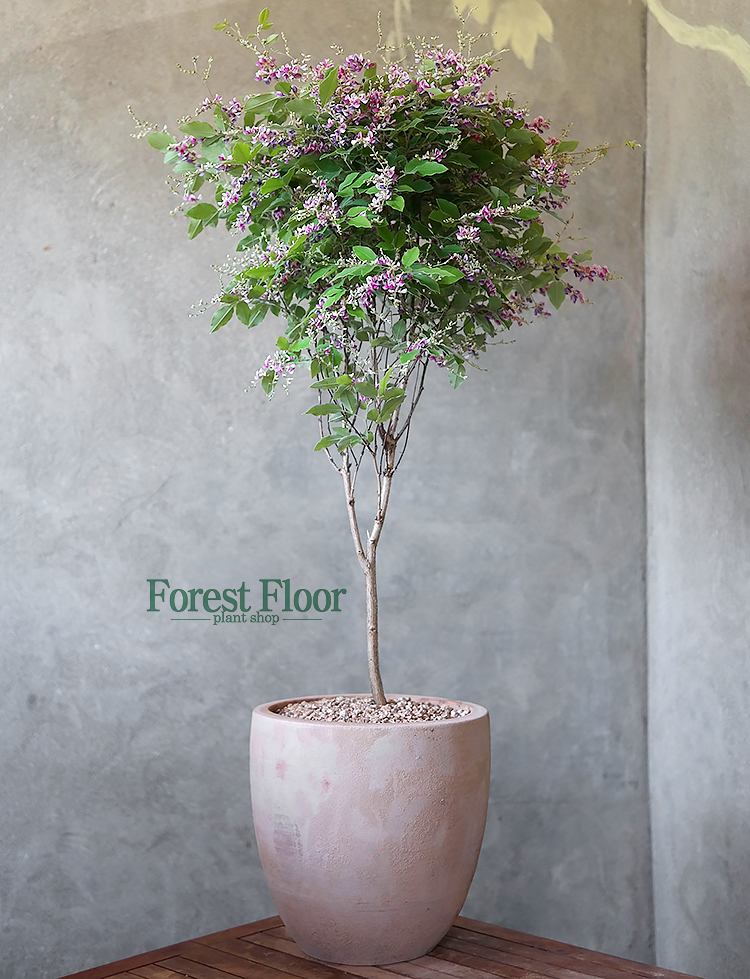 [단품] 홍싸리나무 빈티지토분 공기정화식물 인테리어화분 : Forest Floor