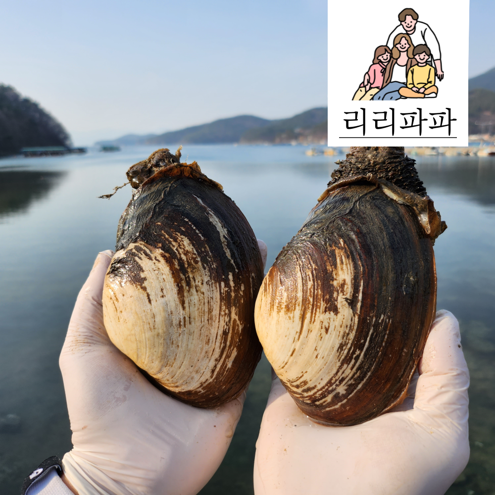 리리파파 왕우럭조개 1kg : 리리파파농수산