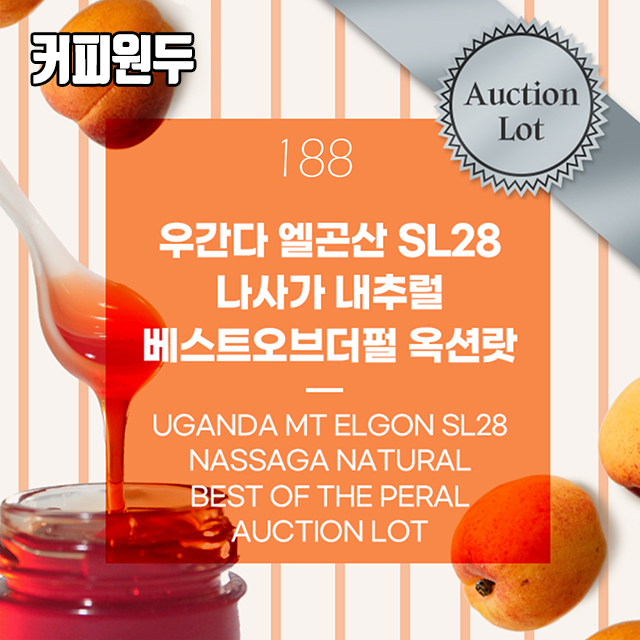 (커피원두) 188 우간다 엘곤산 SL28 나사가 내추럴-베스트오브더펄 옥션랏 200g : 커피를만드는사람들
