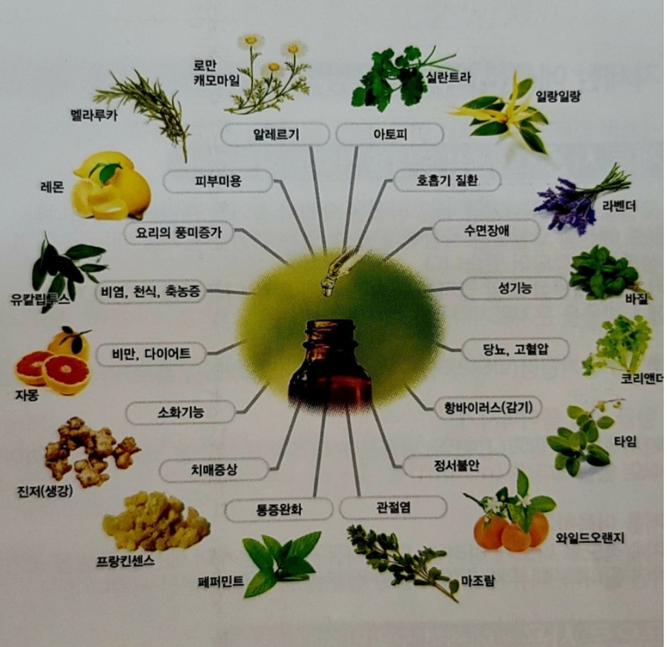 [정품] 도테라 딥블럽 120ml 뭉친 근육 운동 전후 마사지 효과 쿨링 시원 따뜻함 / 아로마오일 : 한가위헤어 쇼핑몰