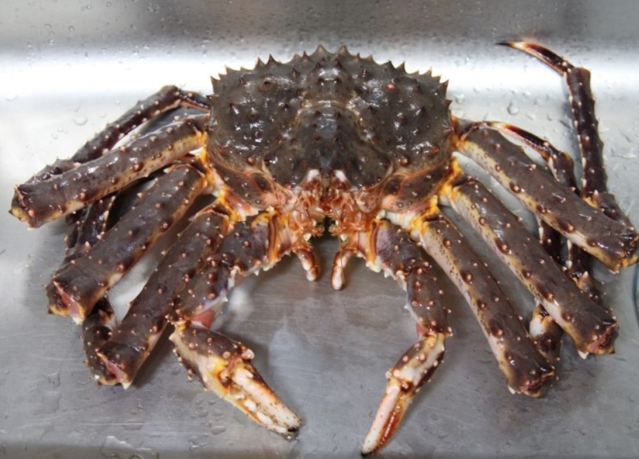노량진킹크랩 활 킹크랩 브라운 블루 레드 대게 1.5kg 2kg 3kg 집들이 홈파티음식 : 신선과일 쌈바팜