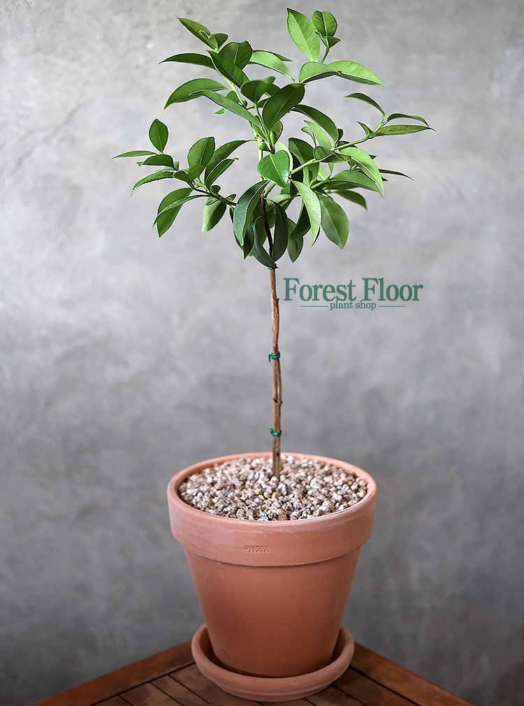 외목대 구아바나무 이태리토분 열대과일 인테리어화분 인테리어식물 과실수 : Forest Floor