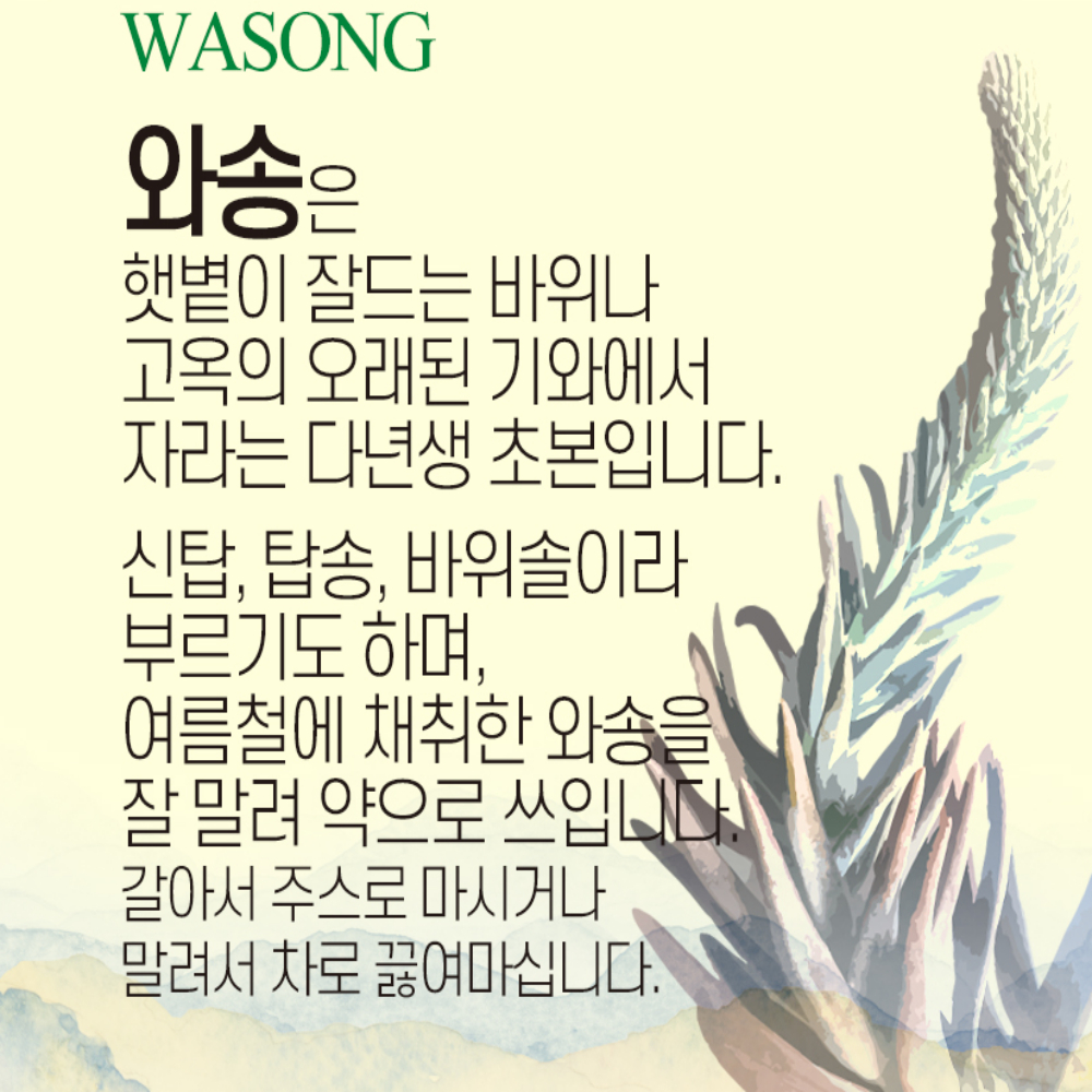 식용 건와송 100g 마른 토종와송 바위솔 : MISOJOA