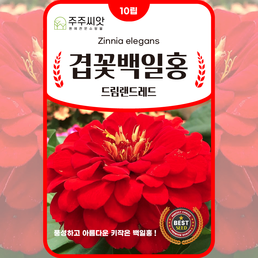 미니백일홍 씨앗 10립 드림랜드레드 겹백일홍 씨 종자 꽃씨 : 주주씨앗