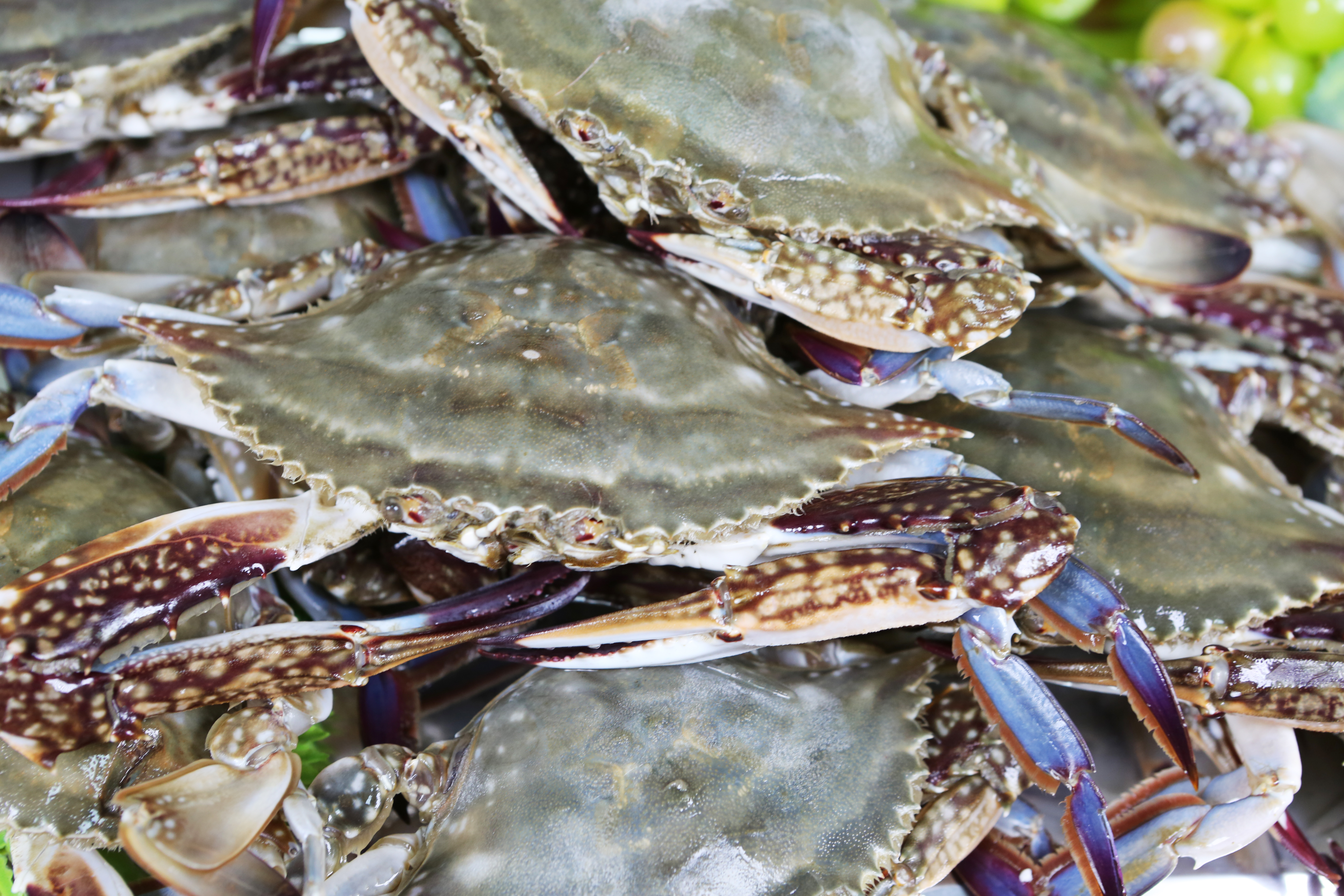 연평도 알배기 암꽃게 간장게장 2kg(2미) 프리미엄 위대한 꽃게장 게장 3kg(3미) : 웰링이츠