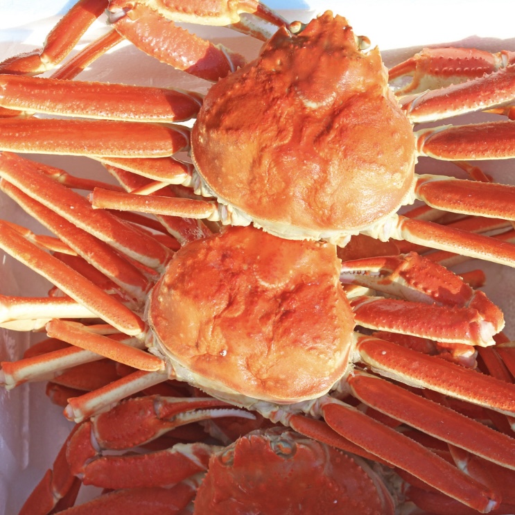 우리푸드 러시아 자숙대게 1kg 특A급 박달대게 활대게 선어 꼬물이 수율보장 : 우리푸드 대게